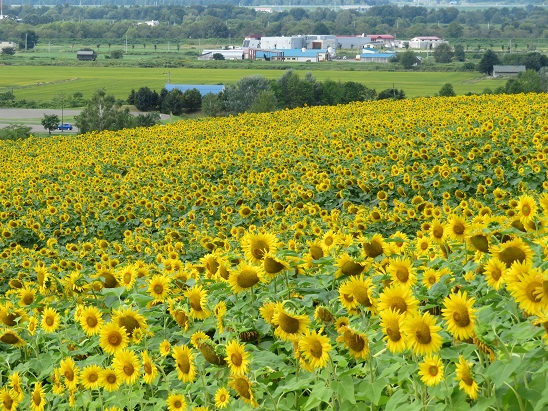 花日記｜北海道立サンピラーパーク（北海道名寄市）